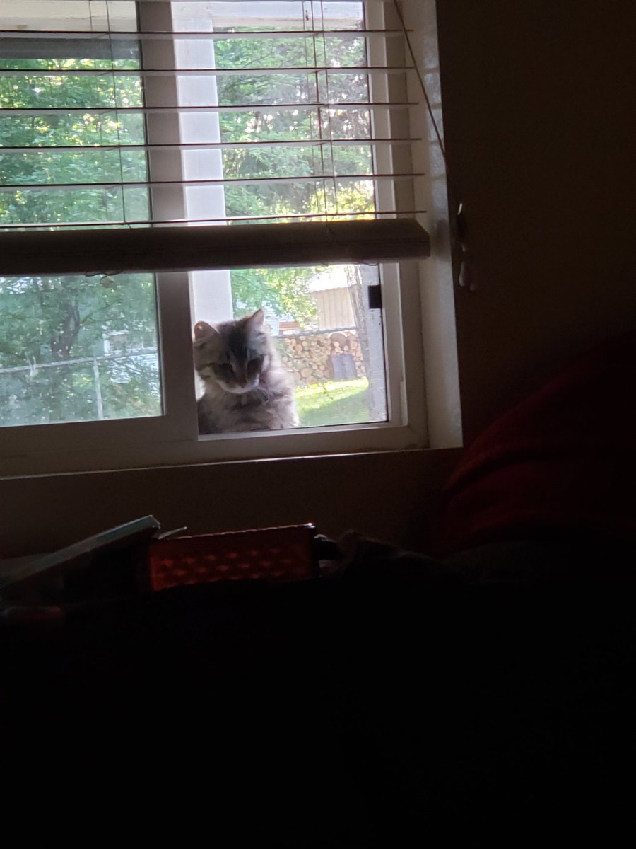 mcnaryk's tweet photo. The new outdoor stray has learned of she gets on the chair she can see into the house π€£ #HelloImHungry #cats https://t.co/u5pe0jaxaC