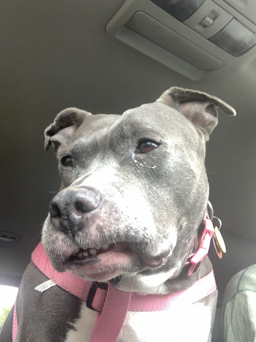 dcwingate's tweet photo. Diamond Trippin Saturday ๐พ๐พ๐ฅ
DADS GOTS A NEW JOB but Iโm not getting MAGIC WINDOW!?! ๐พ๐พ๐คฌ
#GrayFaceMafia #DogsofTwittter #AdoptDontShop #DaddysPotato #TEEF #CursesFoiledAgain https://t.co/Zn7GSYnnX1