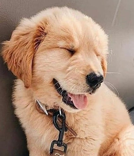 jooniepupp's tweet photo. one of my favourite joonie habits is he tiny bleps when he laughs sometimes :< #joontriever #RM https://t.co/GgyWfoW0Uo