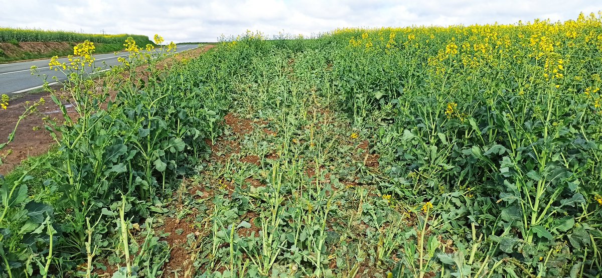 Ludovic Segault tweet media