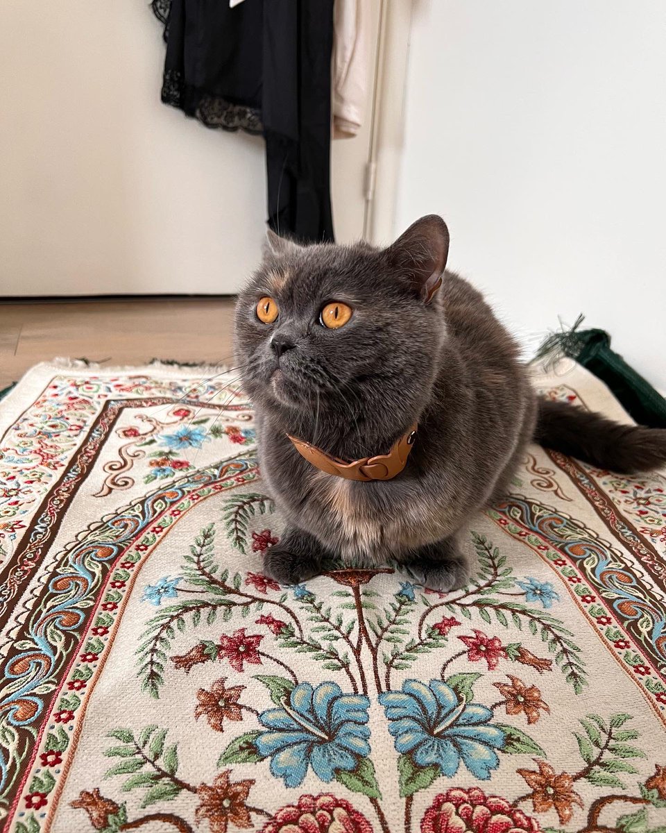 Muezza's first Ramadan vs Muezza's third Ramadan🥺 #Ramadan #CatsOfTwitter #Caturday