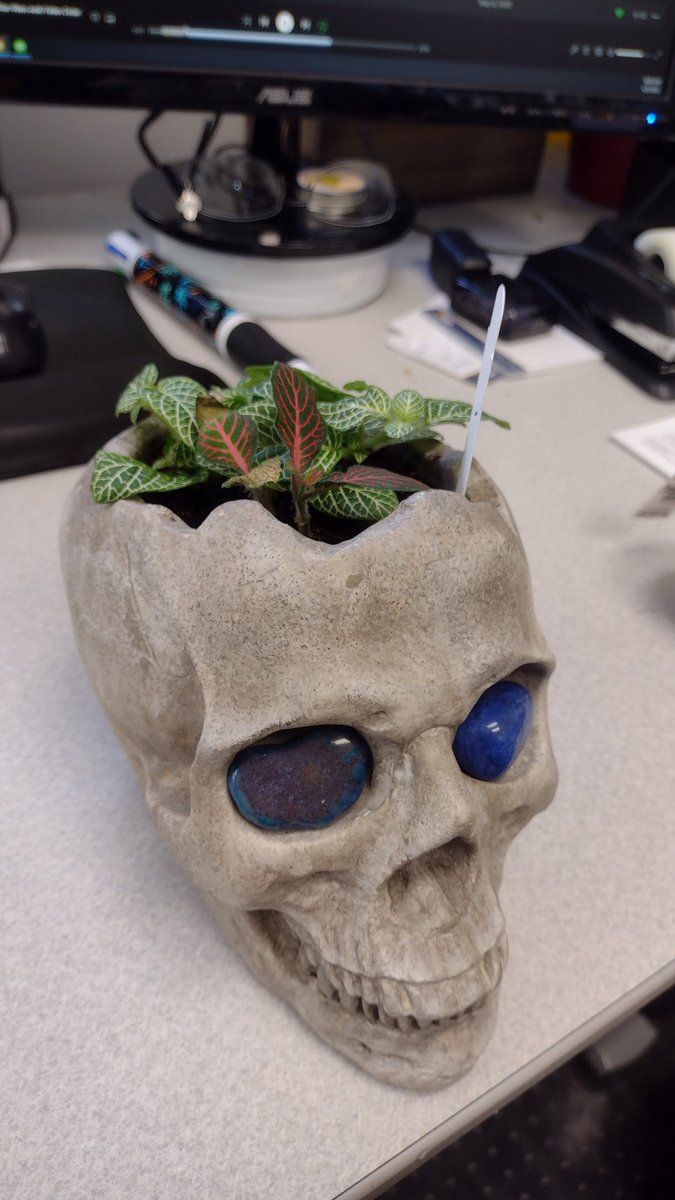 There's a plant joke here.
Who can spot it?
#officeplants #skullplanters