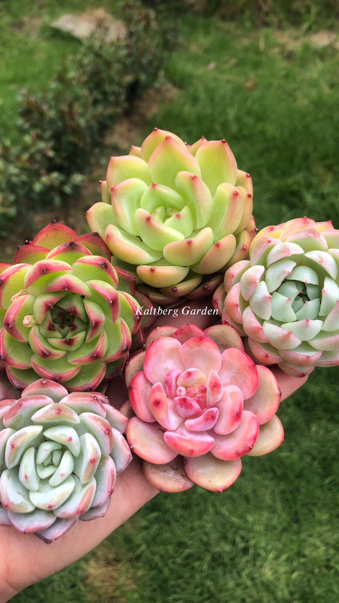 KaltbergG's tweet photo. Colors 🌸
💚 Echeveria Monroe Chanel
💛 E. Agavoides Moon Stone 
💜 Echeveria Pink Cristal 
🧡 Echeveria Ariel 
❤️ Echeveria Tiamo 
#echeverias 
#suculentas 
#suculentascolombia 
#succulents https://t.co/tg3XdknfDG
