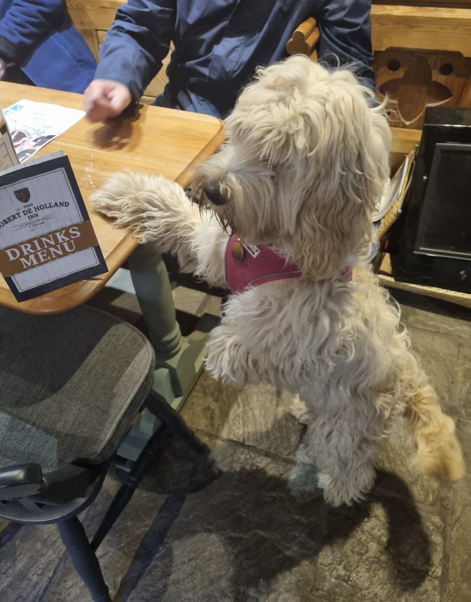 Excuse me sir, can I have a pint please?! Don’t forget we are dog friendly!🐶 😍🙌🏻

#dogfriendly #doggydining #dogfriendlyvenue #hollandhall #dogswelcome