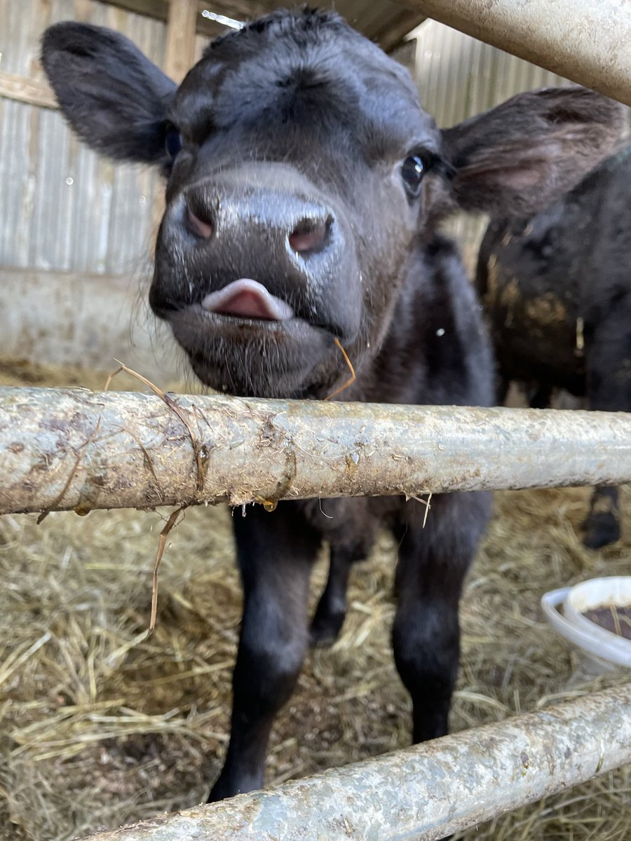 firstsaddlery's tweet photo. It’s nearly gin time! #weekend #Farming #sparetime #secondjob https://t.co/uAQrBEMQlG