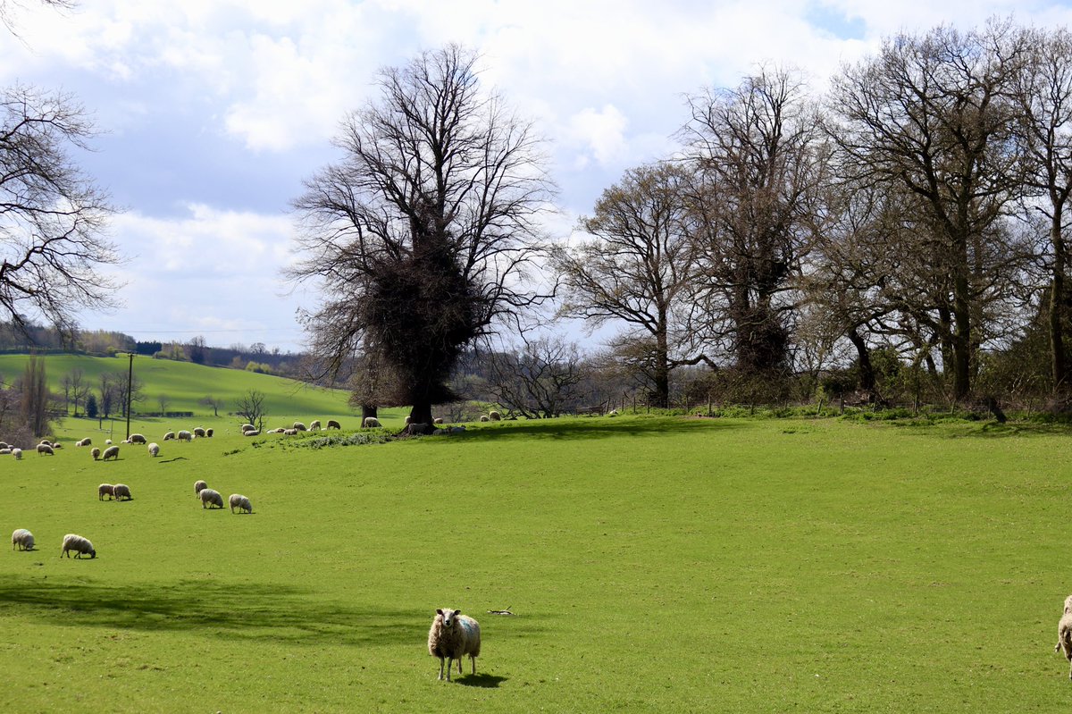 EGPhotography7's tweet photo. Lovely walk at the other end of the Shire. 
#dunstall #eaststaffs #canon @ThePhotoHour 
How lucky are we to have this amazing scenery on our doorstep 🥰 https://t.co/yDeKdcSu7d