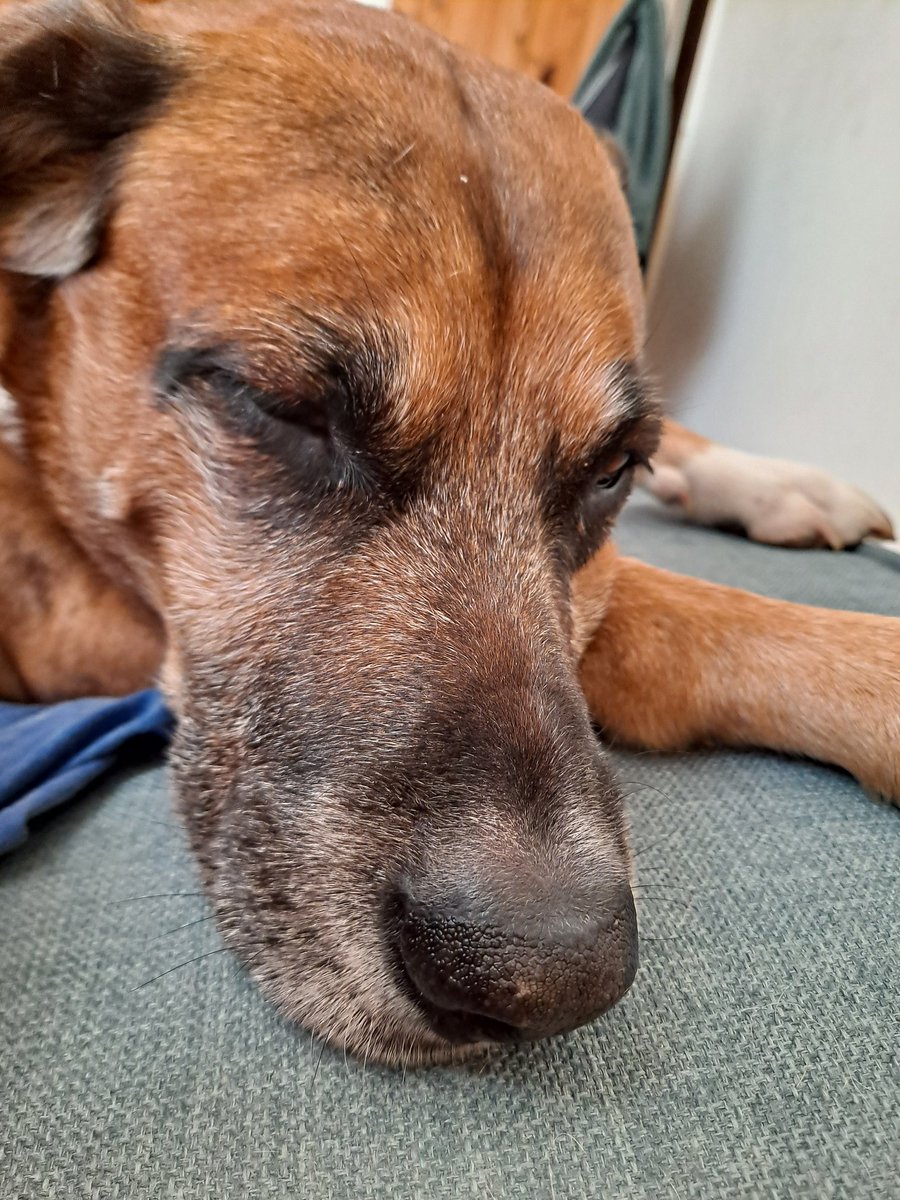 LydiaAnneTweed's tweet photo. It's been a difficult week but I'm so lucky to have this big softy to keep me company 💖 https://t.co/Vp9dgJkON1