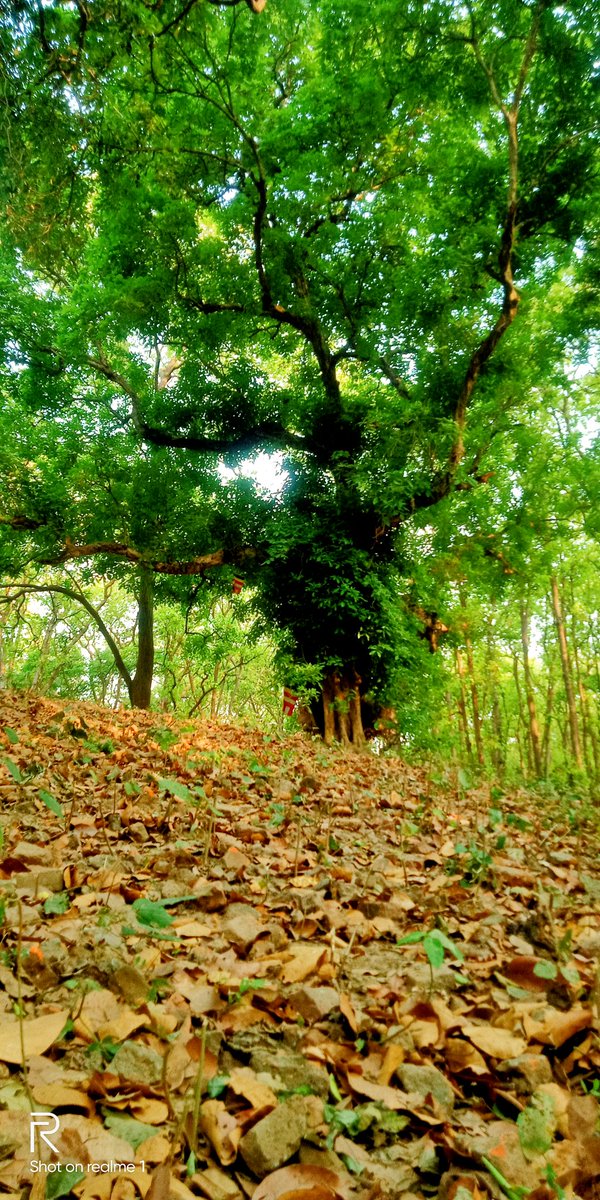 DmMaharajganj's tweet photo. राम ग्राम : प्रकृति की गोद में संस्कृति की एक झलक..
बौद्ध धर्म के उन अति महत्वपूर्ण 8 मूल रैलिक स्तूपों में से एक  महाराजगंज के सोहागीबरवा वन क्षेत्र में स्थित है। वन विभाग के सहयोग से पर्यटकों के लिए शुरू होगा दर्शन व परिक्रमा।
@CMOfficeUP @uptourismgov @InfoDeptUP @ChiefSecyUP https://t.co/MgmOXiI9FX