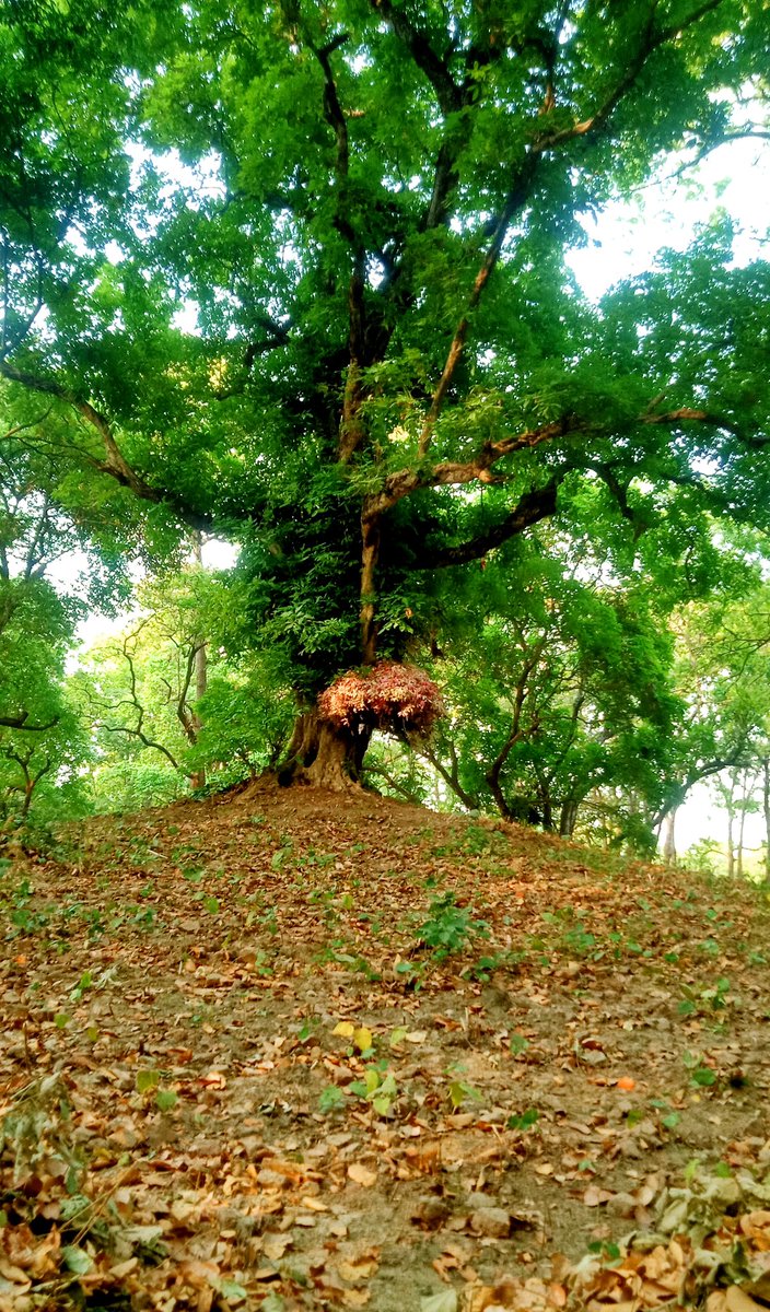 DmMaharajganj's tweet photo. राम ग्राम : प्रकृति की गोद में संस्कृति की एक झलक..
बौद्ध धर्म के उन अति महत्वपूर्ण 8 मूल रैलिक स्तूपों में से एक  महाराजगंज के सोहागीबरवा वन क्षेत्र में स्थित है। वन विभाग के सहयोग से पर्यटकों के लिए शुरू होगा दर्शन व परिक्रमा।
@CMOfficeUP @uptourismgov @InfoDeptUP @ChiefSecyUP https://t.co/MgmOXiI9FX