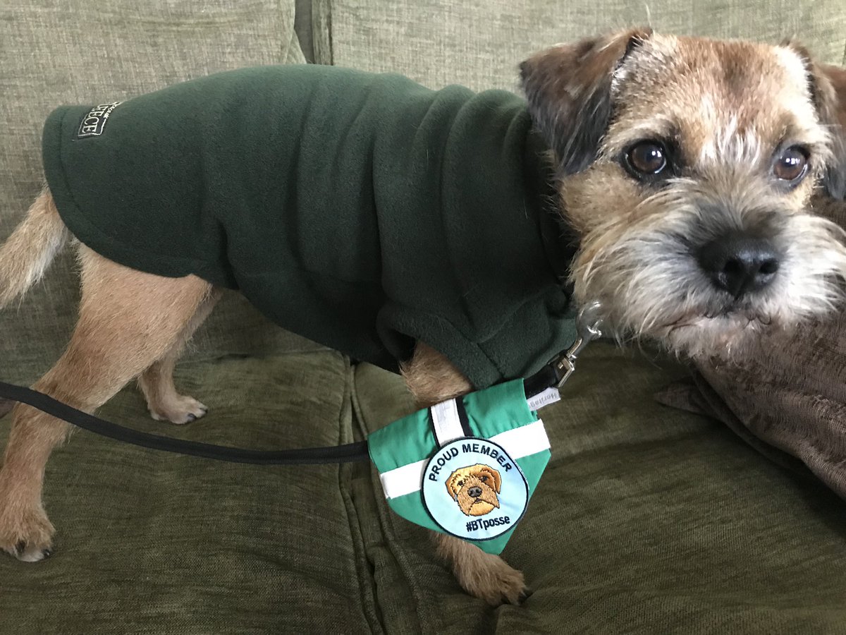 LimeOscar's tweet photo. @chrisdenning42 @hamish_hrh @MossTheBT @Alfie_BT1 @Maggie_the_BT @RachelB87438635 @equafleece 🤣 *proud ears* though I prefers the country gent colour meself!
Wots that M . . . more country bumpkin? Pfftt! #roode 😡🤣🐾 https://t.co/EferP970Ha