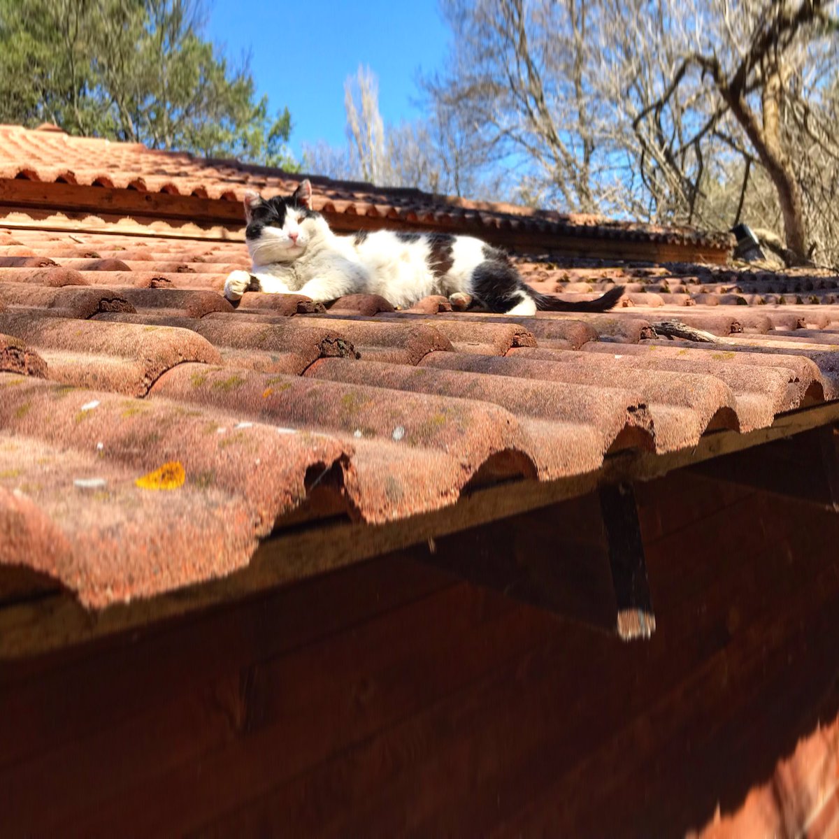 SweMetalChef's tweet image. Waiting for the restaurant to open for the season. #caturday #restaurant #season #opening #patience #kitten #sun #chill
