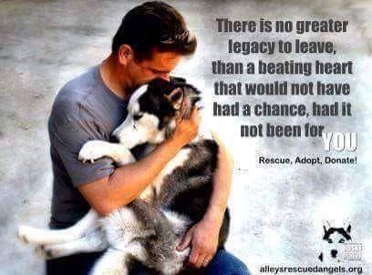 pitbullsad's tweet photo. #AdoptDontShop https://t.co/g4qM5E5EP0