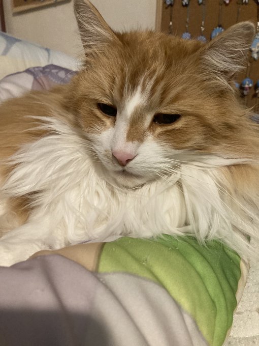 そんな人生に疲れ切った顔であくびするな😂 