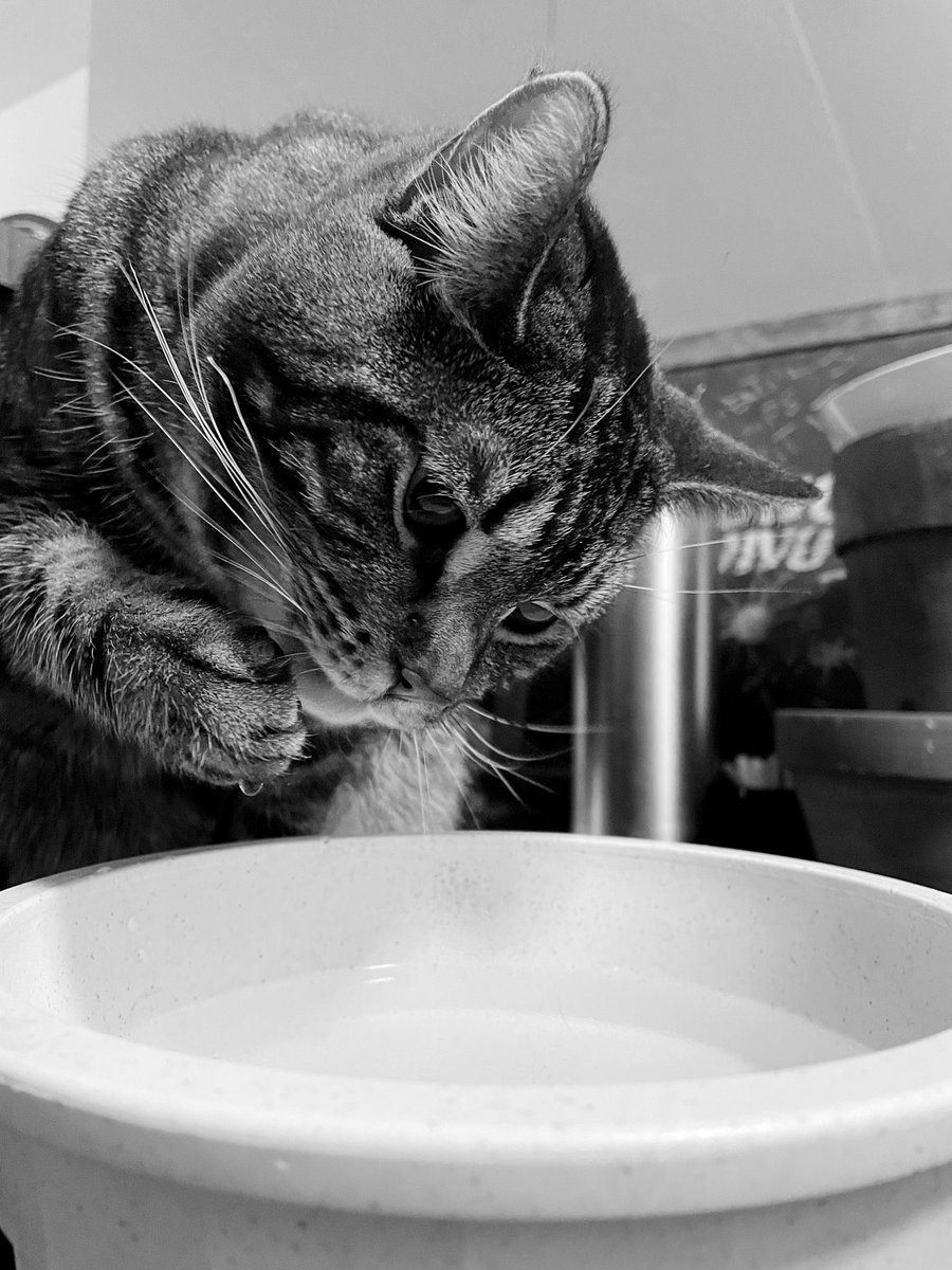 Kitty Nut House tweet media