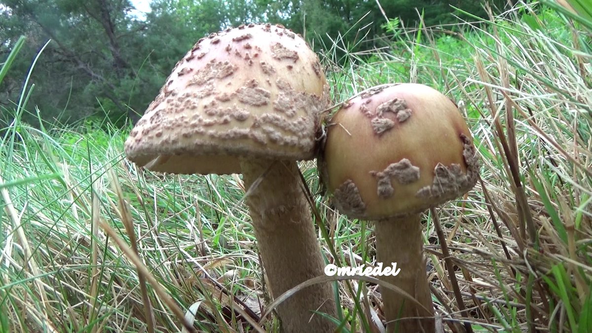 margit_riedel's tweet photo. DOUBLE STRENGTH #TwitterNatureCommunity #mycology #fungi #mushrooms #NatureBeauty #naturalbasedsolutions #biodiversity #biodiversityLoss #ecology #Sustainability #NoGlyphosate Do not clear cut forests! https://t.co/w2DlmmFU55
