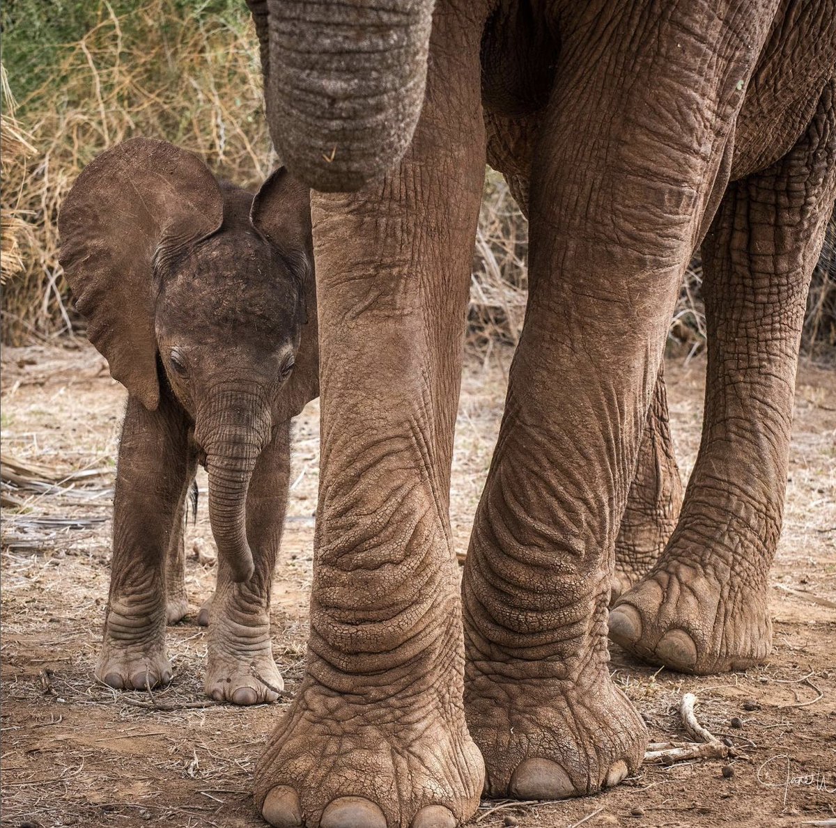 Lighten your footprint & protect theirs. Shop Ivory Ella🐘

📸: @janewynyard

ivoryella.com