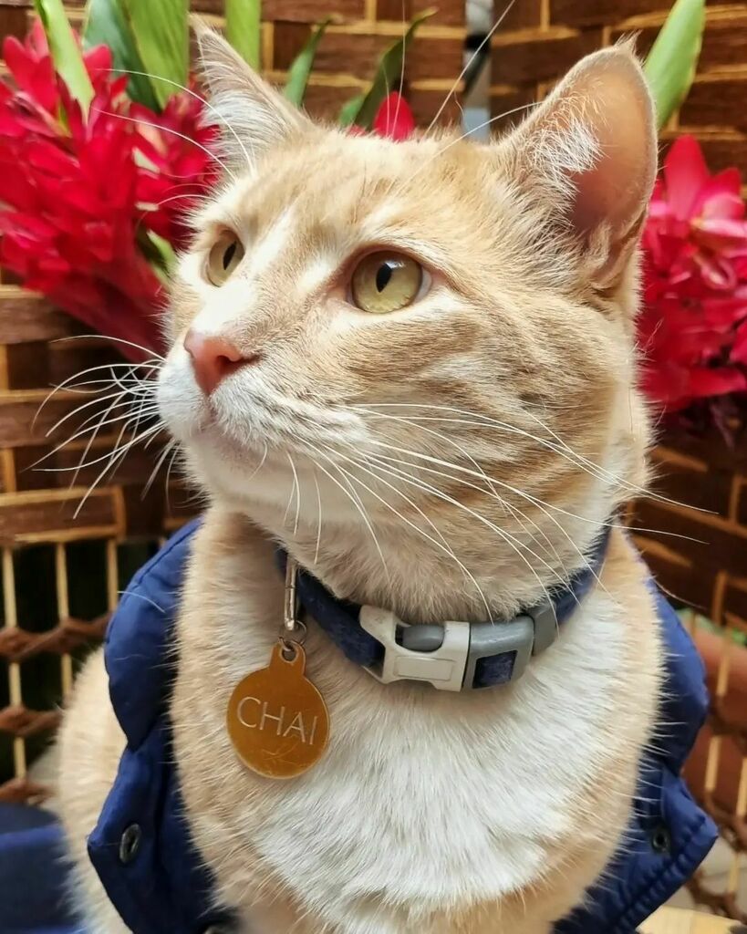 ChaiCatCR's tweet photo. #Chai #Caturday #Outfit 🎉

En la fiesta de @archie.burrito 🌯🎉🔥 https://t.co/LxVqgZ86rA https://t.co/UyiKWZM8vi
