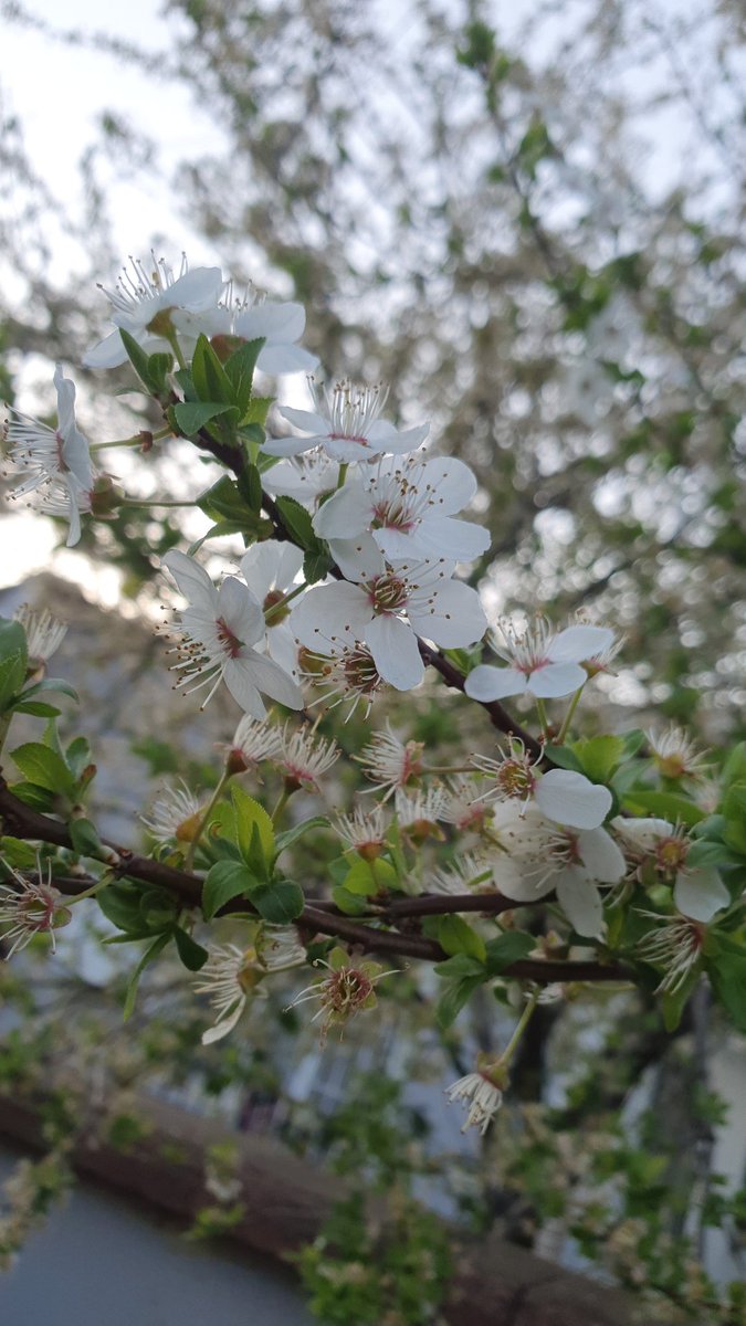 ibrahim emiroğlu (@ibrahimlaz53) on Twitter photo 