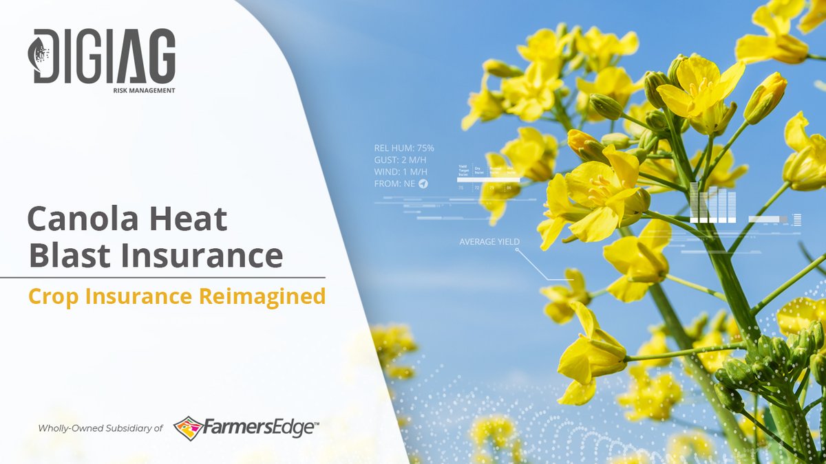 DigiAgRiskMgt's tweet photo. For our Canadian customers, our Canola Heat Blast Yield Protection takes away the hassle of the paperwork and delivers revenue protection. This digitalized approach delivers everything you need from start to finish. Contact us at https://t.co/G4vV6vdV1V

#Plant22 #CropProtection https://t.co/4ChBe3MASW