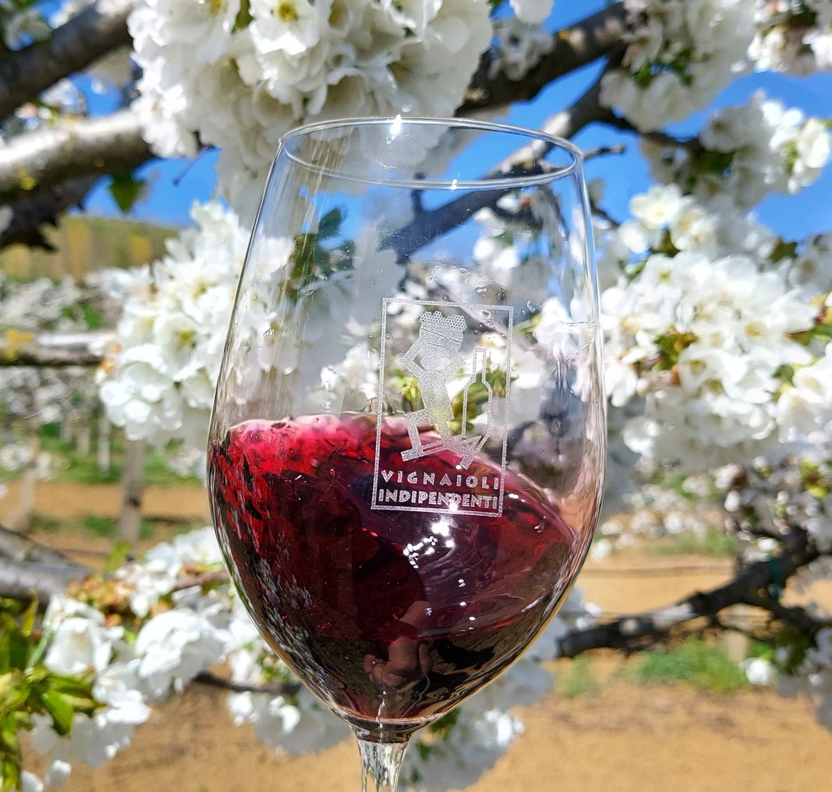 casabennavini's tweet photo. Tempo di primavera, i #ciliegi in fiore e il #Gutturnio frizzante il garrito nel calice 😊🍷 https://t.co/6DCnQBLSsf