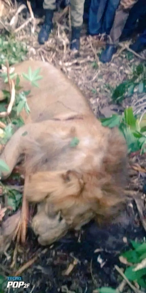 BusoyeAdeyemi's tweet photo. A man from CMS lganga district eastern Uganda is nursing wounds after fighting a lion he met near his home and killed it
#samson #lion #slayer #lionslayer #africa https://t.co/jWO2LNitFC