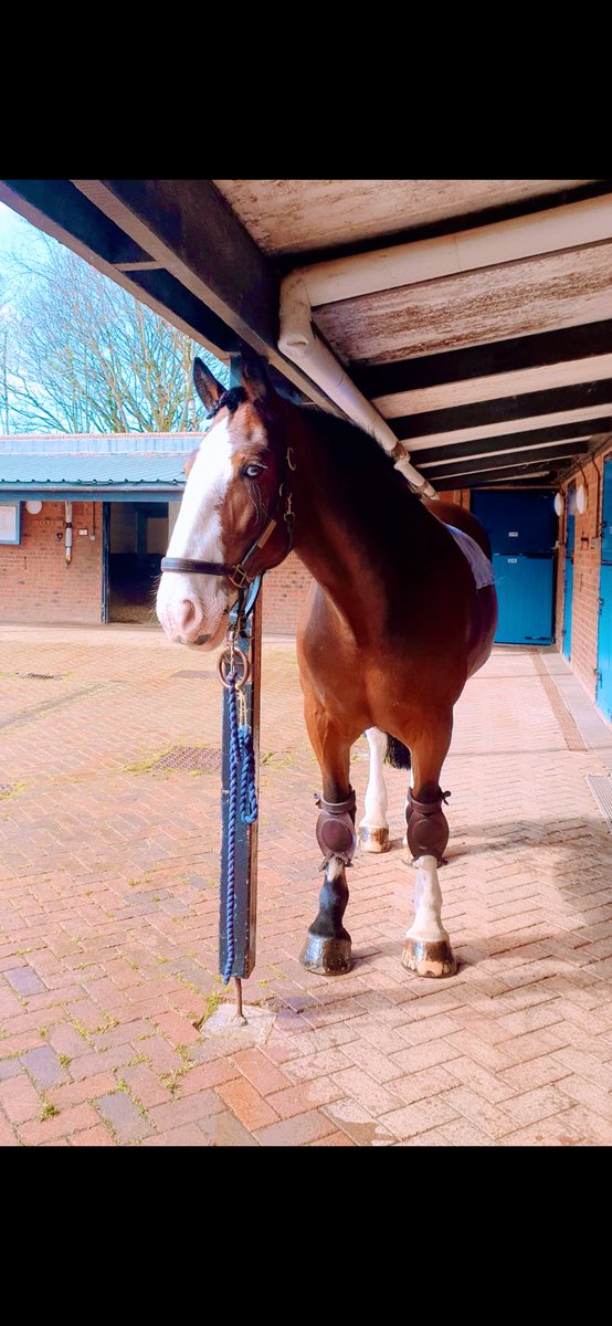 WYPHorses's tweet photo. Our gorgeous PH Lola glistening in the sunshine. #chops #blueeyedgirl #horses #eyeoftruth https://t.co/PN5yWO47hB
