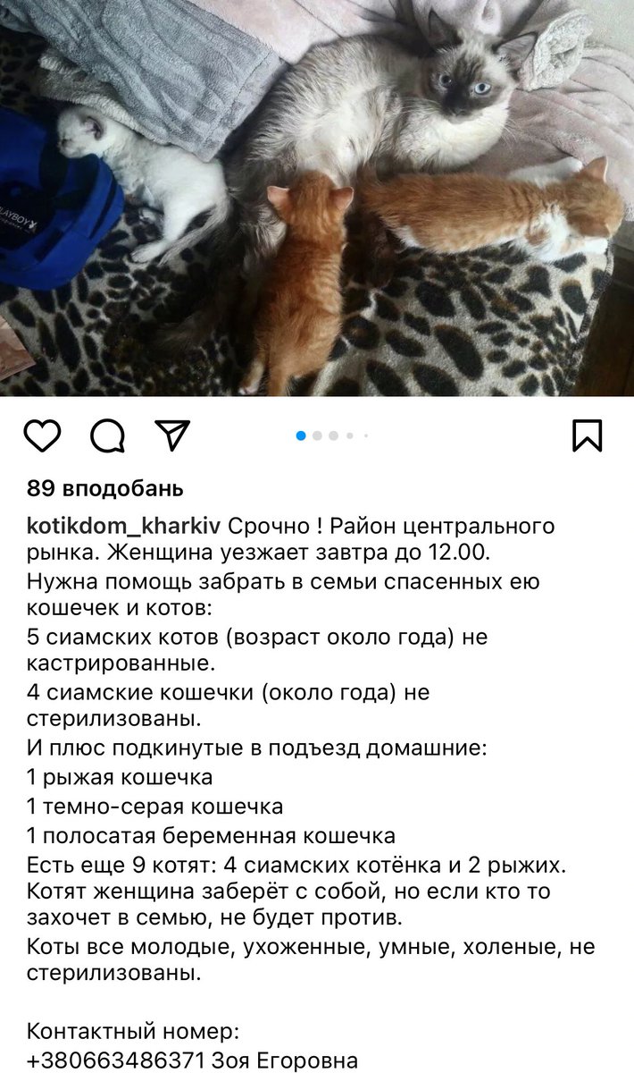 ‼️‼️‼️‼️‼️ХАРЬКОВ‼️‼️‼️‼️
‼️‼️‼️‼️‼️СРОЧНО‼️‼️‼️‼️‼️

НАДО ЗАБРАТЬ КОШЕК, ЗАВТРА БРОСЯТ

НИЖЕ ПРИКРЕПЛЯЮ ОСТАЛЬНЫЕ ФОТОГРАФИИ ИЗ ПОСТА