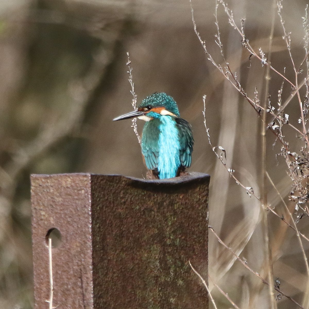 michael00771491's tweet photo. Male Kingfisher and Jay taken from my hide at Sedgeletch this morning @DurhamBirdClub @Natures_Voice @Britnatureguide #birding #birdwatching #BirdsSeenIn2022 #TwitterNatureCommunity #birdphotography #wildlife #wildlifephotography https://t.co/9Bst9RHppK