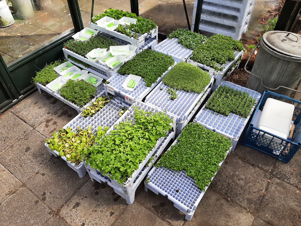 G_BBaarn's tweet photo. Vanmorgen was er de stekjesbeurs van Groei &amp; Bloei Baarn/Soest. Er zijn nog veel stekjes over die gekocht kunnen worden tegen een schappelijke prijs. Mail even naar onze afdeling als u belangstelling hebt. Zowel kruiden als éénjarigen zijn er nog genoeg. Zie foto. https://t.co/rw4KyX1sfk