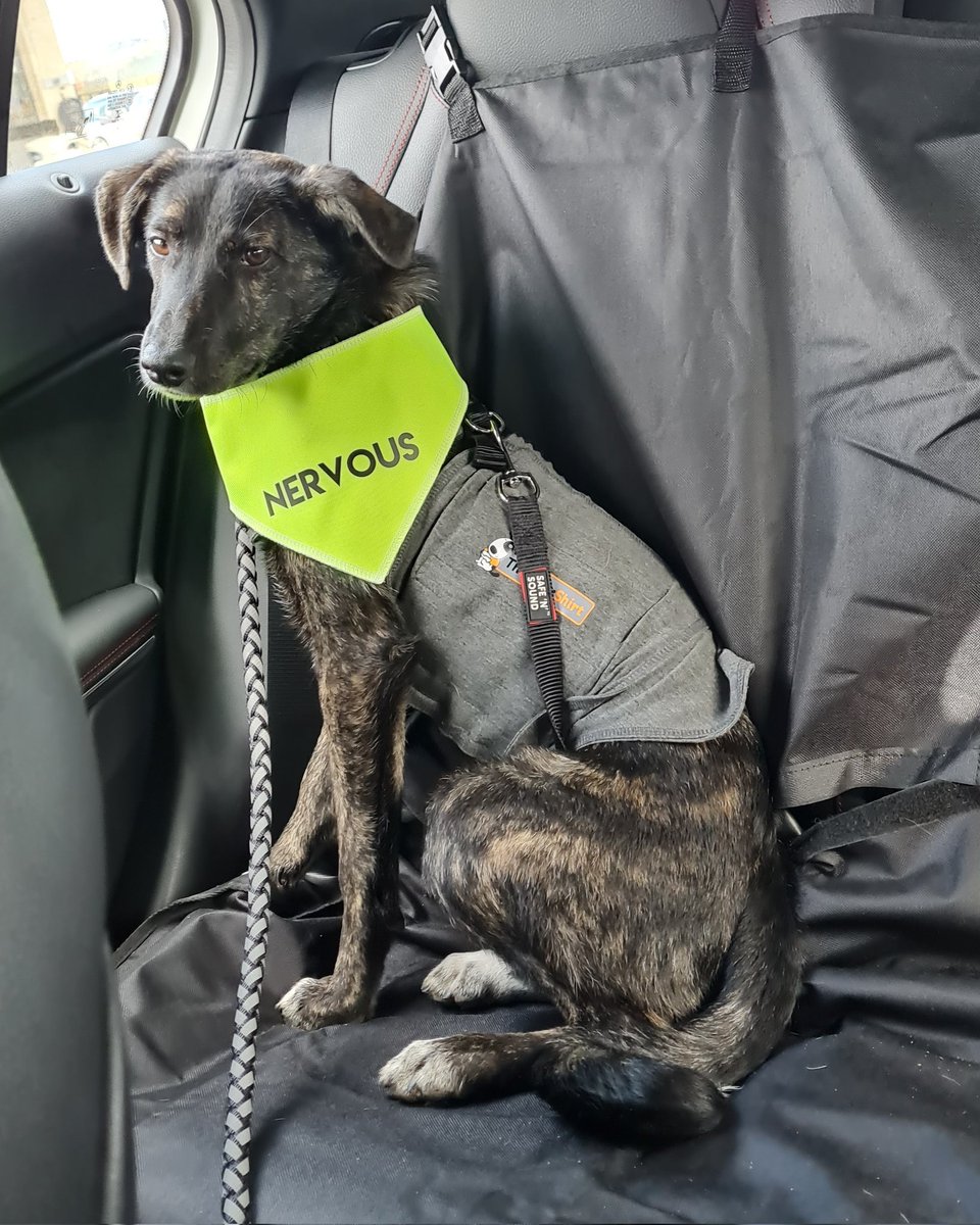 NatashaK_7's tweet photo. Working progress...
This week we have mastered the car! 
FYI. I'm a dog mum now too. 🐕🐈 #Catlady #Dogmum #rescue #training #puppytraining #nervous #dogtrainingtips https://t.co/KpUpXMREI4