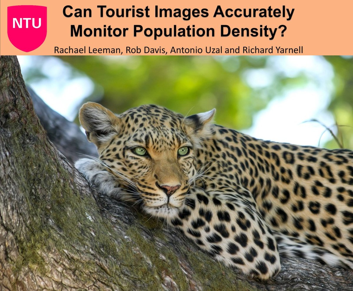 Congrats to <a href="/rachaelleeman/">Rachaelleeman</a> from <a href="/TrentUni/">Nottingham Trent University</a> for winning Best Student Poster at the <a href="/Mammal_Society/">Mammal Society</a> Conference 🎉 Rachael presented research comparing tourist images &amp; #cameratraps for estimating leopard populations in South Africa 🐆  £50 <a href="/nhbsNews/">nhbsNews</a>  voucher incoming! #MamSocConf