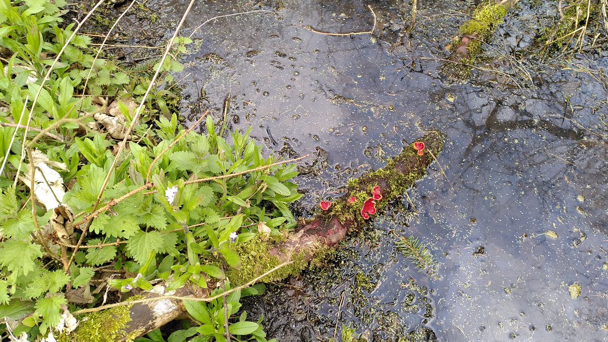 sjh220's tweet photo. Great to be out recording bryophytes in Lincolnshire around East Barkwith. Nice variety of wet woodland, old brick pits and plenty of Riccia sorocarpa on old railway. @BBSbryology https://t.co/islNIa1q73
