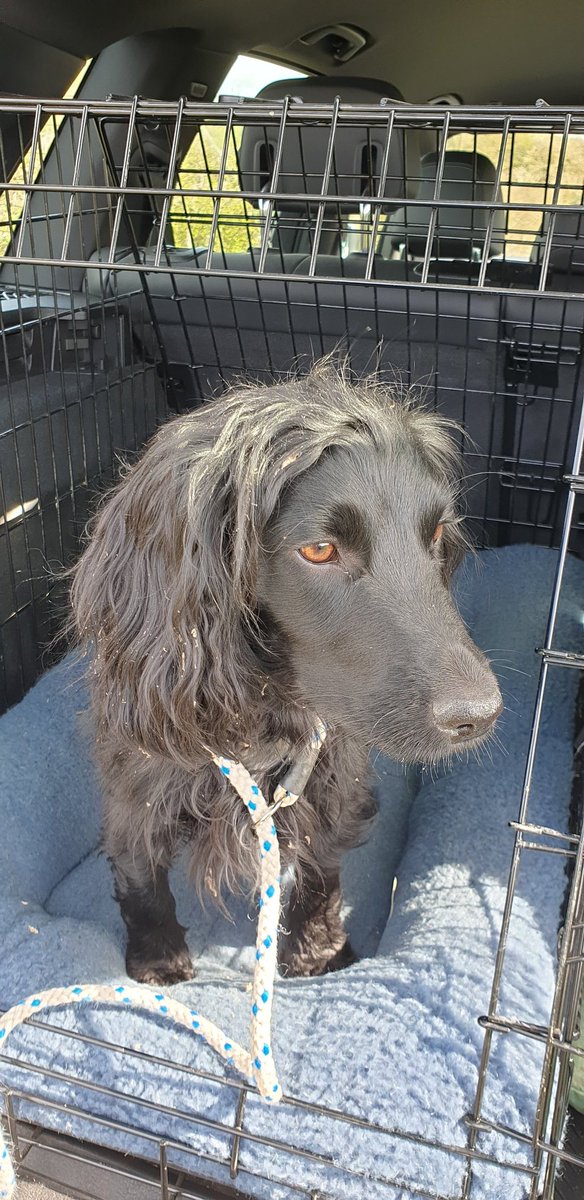 DaisyTurnip's tweet photo. She's a little diamond! Less than 12 months since beginning our training. It was only a mock test, and the result was totally unexpected, but to say I'm utterly chuffed is an understatement. #DogsOfTwitter #WorkingTests #GunDog #CockerSpaniel https://t.co/8sbBIU1B4n