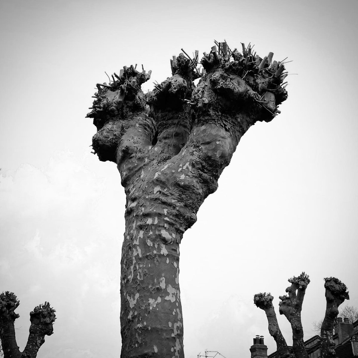 The punk trees of London. Aggressive pruning called pollarding creates streets lined with gnarled fists and statement hair.