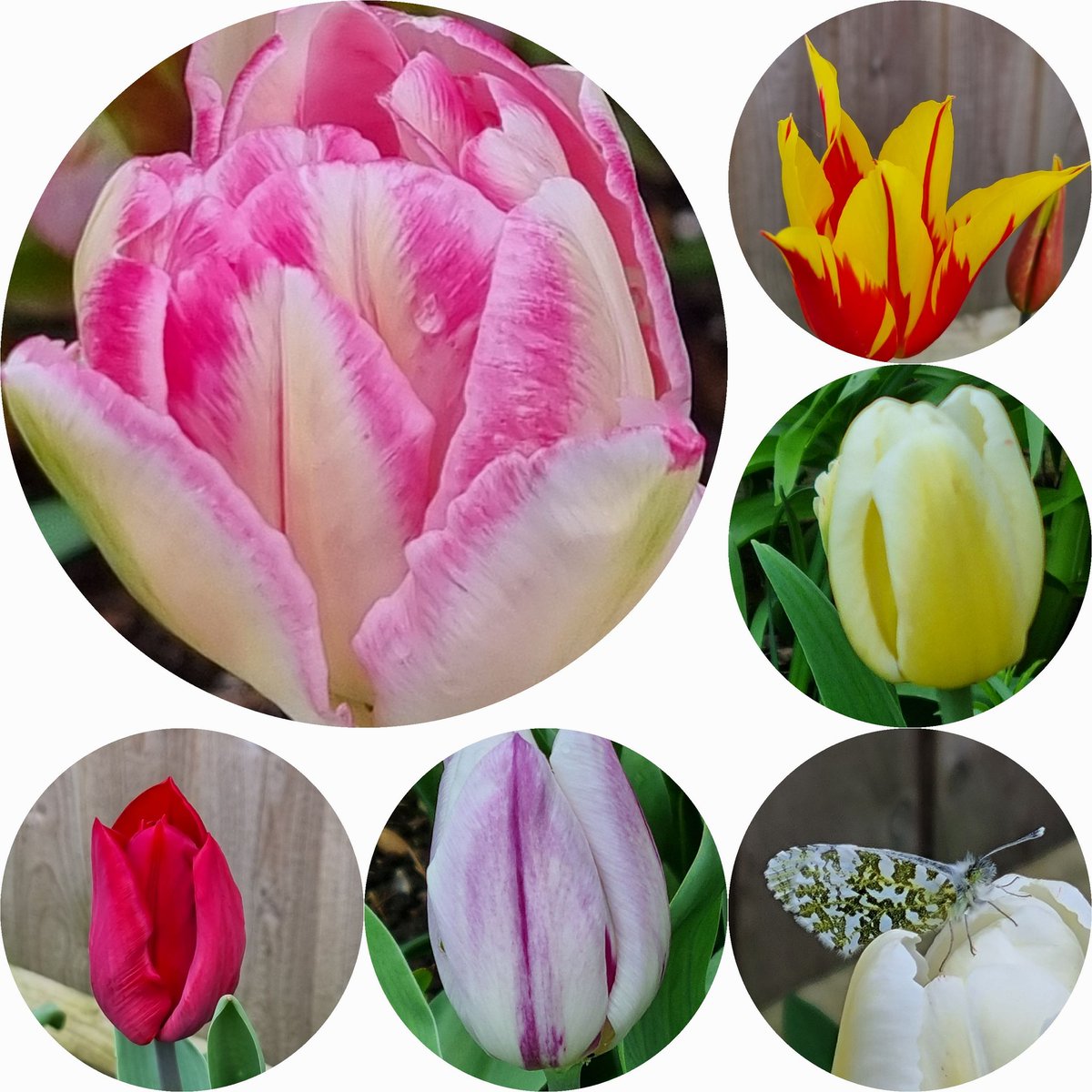 @Chrissygardens So lovely...ive had a tulip moment #sixonsaturday #GardeningTwitter