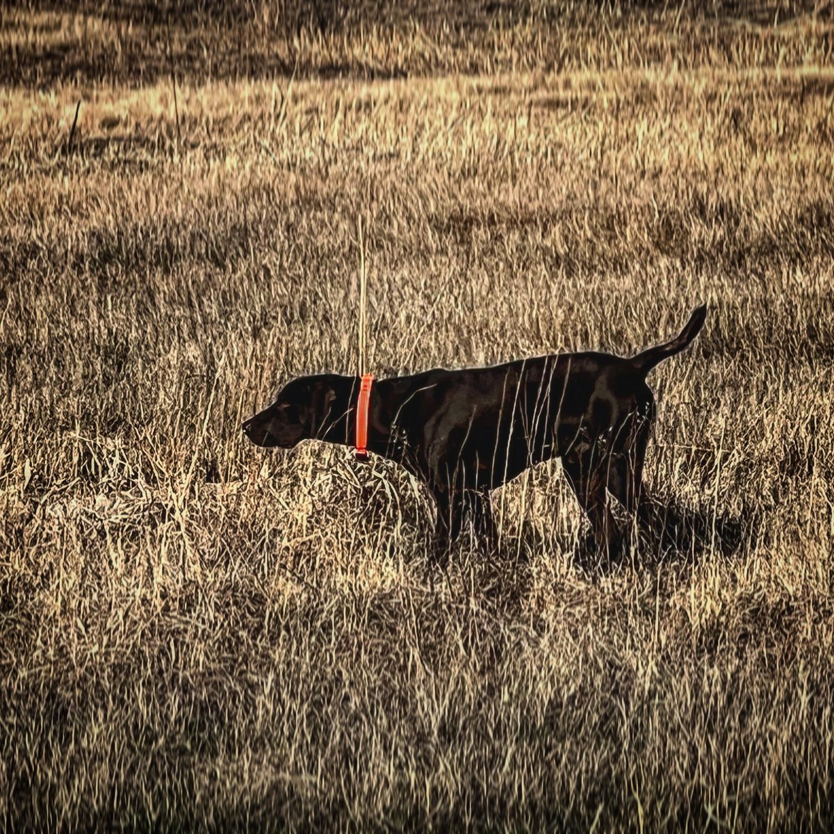 lokosh_saya's tweet image. Tweedy on point, preparing for his Natural Ability test on April 23, hosted by @navhdazia. #navhda #navhdatraining #naturalabilitytest #huntingmachine #clown. #pudelpointersofinstagram #pudelpointer #versatilehuntingdog #hunthunthunt #hunttherez #chikashsharez