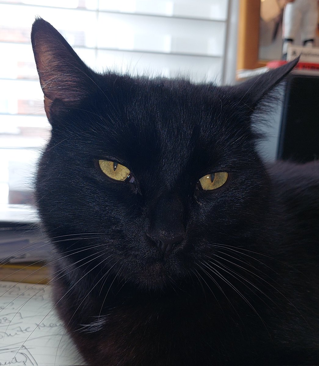libertyhr2's tweet photo. @ColeTheBlackCat Jonesie the alley-cat! 🖤 https://t.co/3WdIsLKmkh