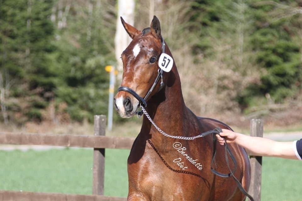 arnaud_juillard's tweet photo. Eldo des Écoulas, remporte le Test en terrain de Damvant 2022 🐴🏆 https://t.co/JlM6jRX5BQ