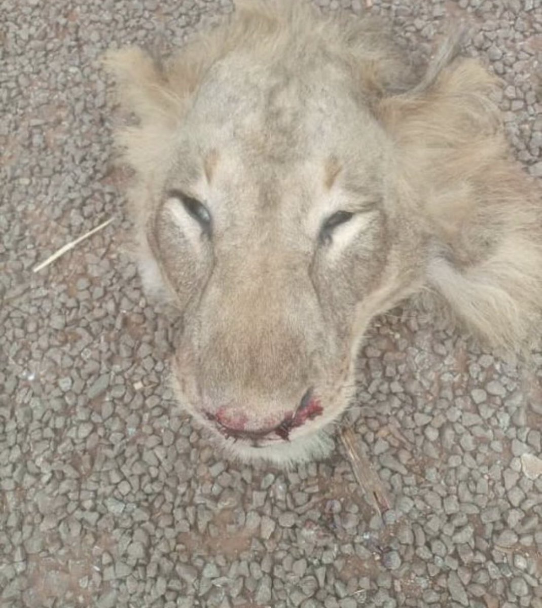 ampongsk's tweet photo. Meanwhile in Uganda 🇺🇬 This man wrestled and killed  a lion 🦁 https://t.co/39Z7u6DSM1