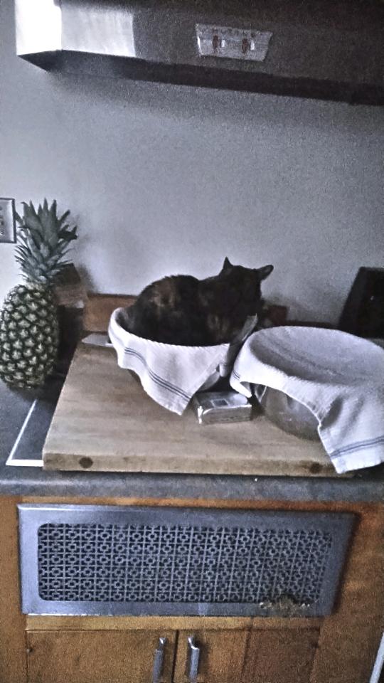 CoryLaflin's tweet photo. This is why you cover flour mixes you plan to finish in the morning.
#Bayley #CatWhy #WhyCat https://t.co/1bqmDE9eoy