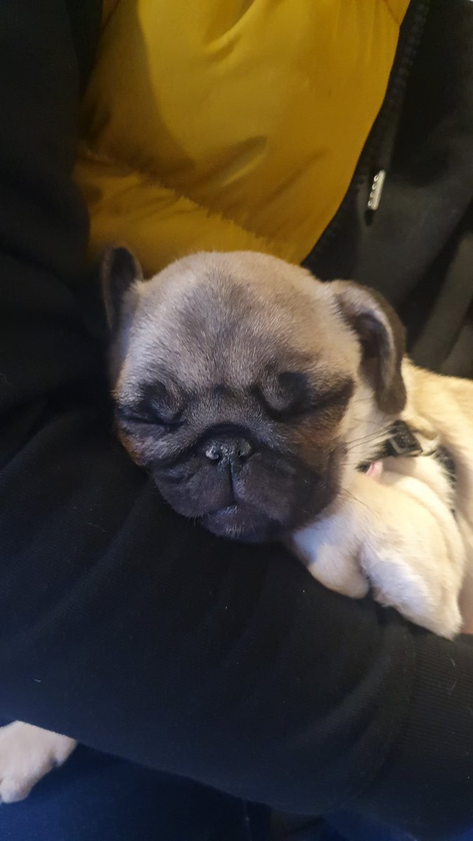 Spava ko top u <a href="/Ambasada18/">Ambasada.</a> u krilu <a href="/mijardo/">Kaezglavom</a>