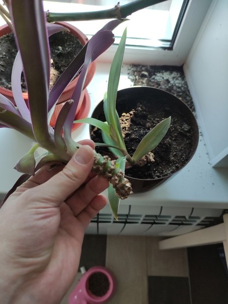 Пушистая жопа уронила растения и он от этого обломился. Жопа совершенно не раскаивается