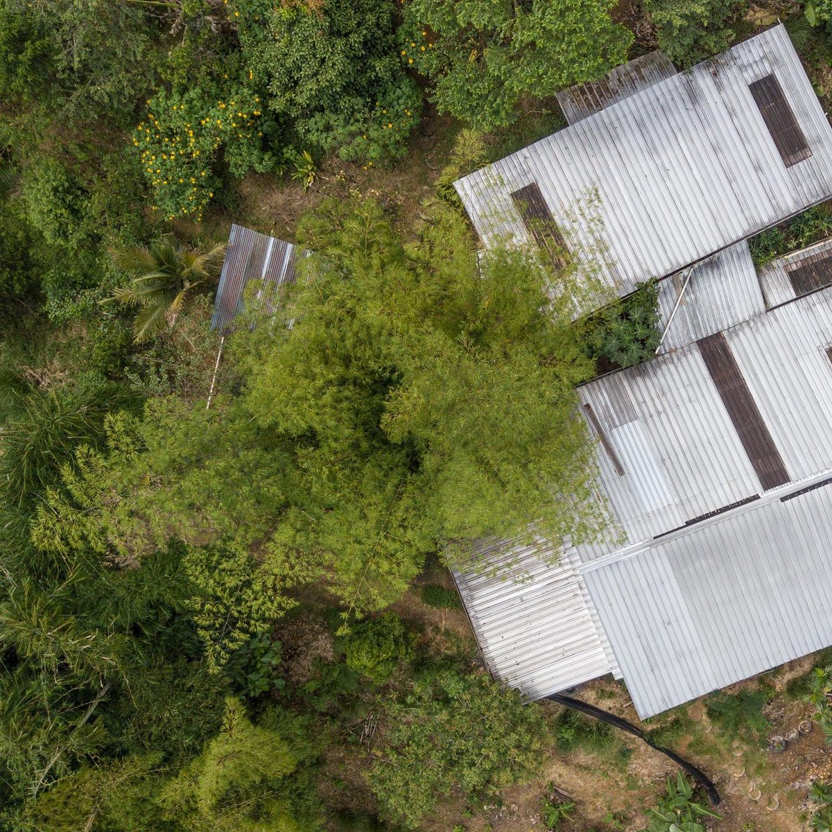 Yantza Farm 2022 : The bamboo is taking over. Mainly guadua angustifolia and dendrocalamus asper. Long term goal is to plant even more bamboo and create something like several *Tunnel Access Paths* the bamboos will create shade #neotropical #regeneration #ecuador #thinkbamboo