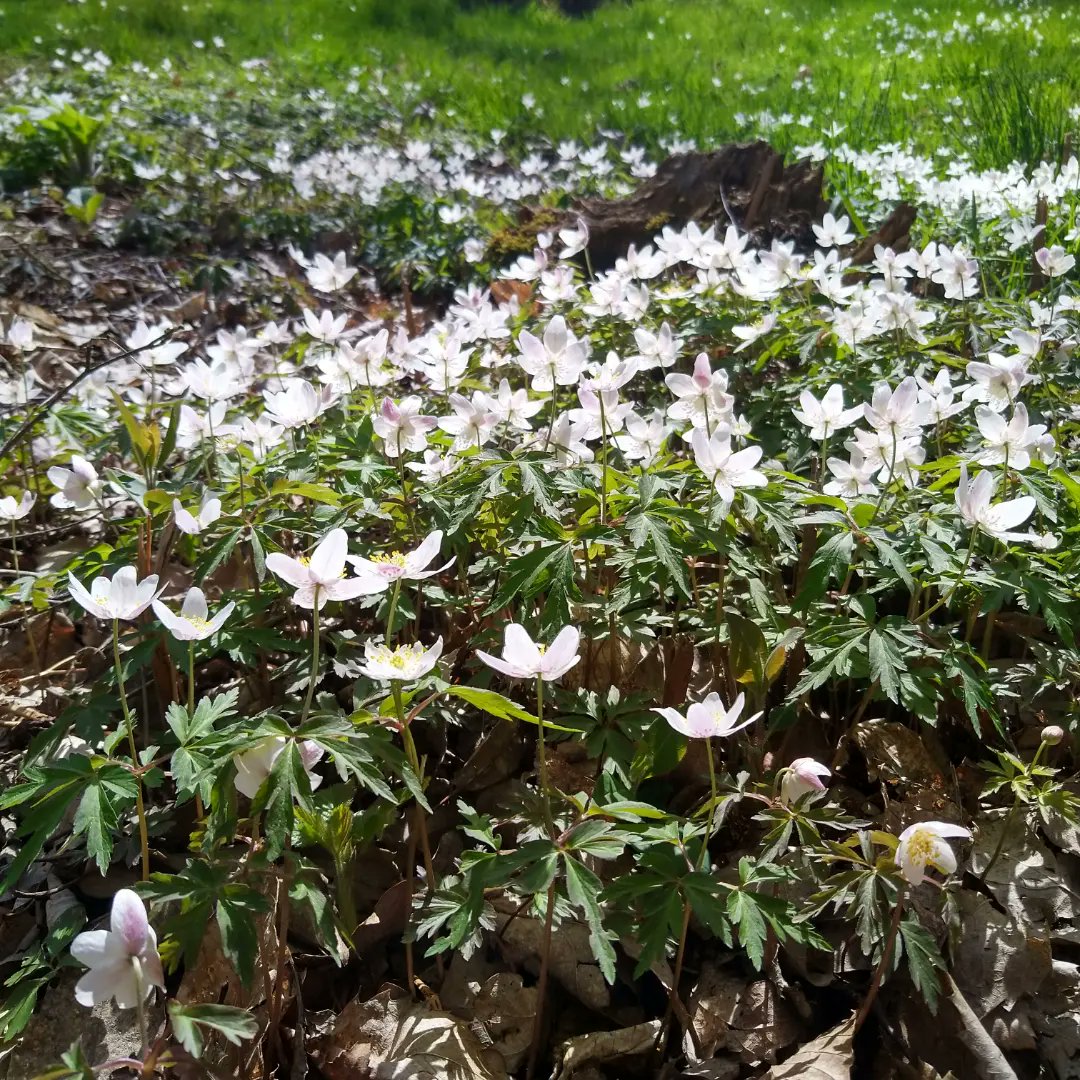 JennyA_Rawson's tweet photo. Beautiful snowy carpets of wood anemone, and moschatel too โ๏ธ #spring
#stourvalley #copperas #ancientwoodland https://t.co/kFkZGl6wd8