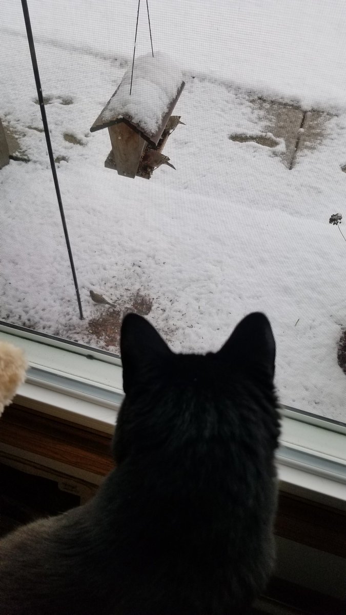 vintagepix's tweet photo. #Caturday report: Spring continues to bloom in Wisconsin this week, and @yourevilcats continues to bring new friends up from the basement. 🙄 #CatsOfTwitter #BlackCat #BirdfeederTV https://t.co/N7uqzL8wW1
