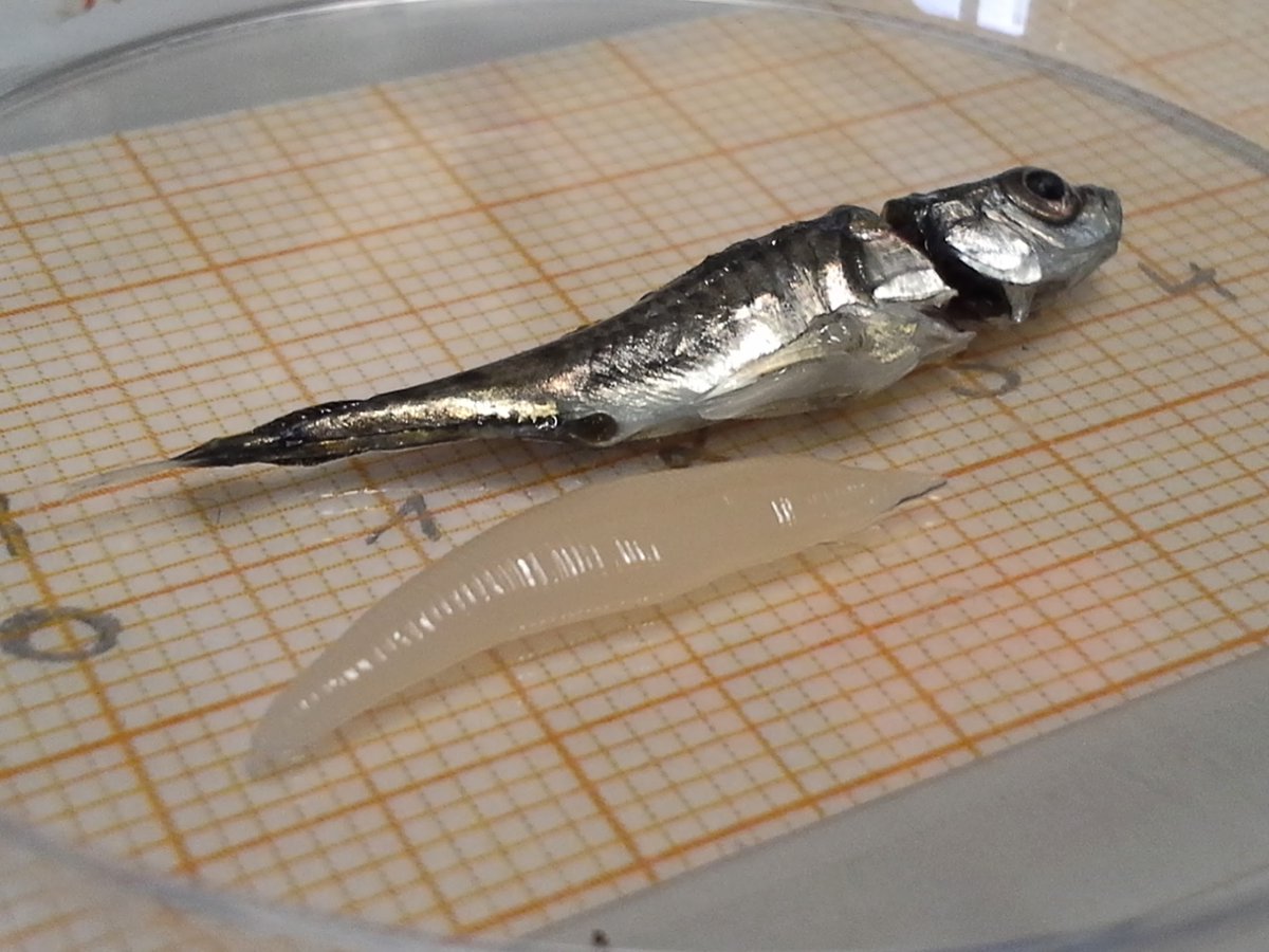 PhD position alert (please RT): Understanding the ecological and evolutionary effects of parasite virulence using sticklebacks and tapeworms at the University of Muenster. DM me if you want to apply 
evol.mcmaster.ca/~brian/evoldir…

#PhDposition #gradschool #JobAlert #Ecology