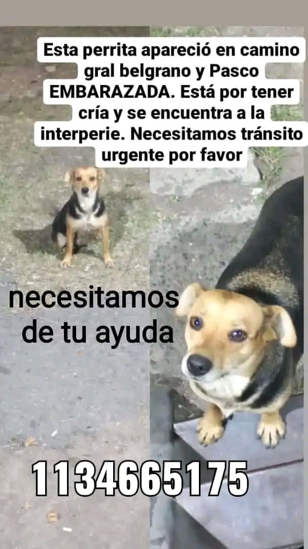 #URGENTE #perros 🚨
<a href="/Elida_Tarrio/">E.T. #hartadhumanos®</a> <a href="/paraellostodo/">solo animales</a> <a href="/Van_Saskia/">Vanne #plural #lacuestionsocial #RETROTOPÍA</a> <a href="/kiradeloeste/">kira 🐱💛</a> <a href="/ComoNoAdorarlos/">Como No Adorarlos</a> <a href="/lavozdelosotros/">LAVOZDELOSOTROS</a> RT
