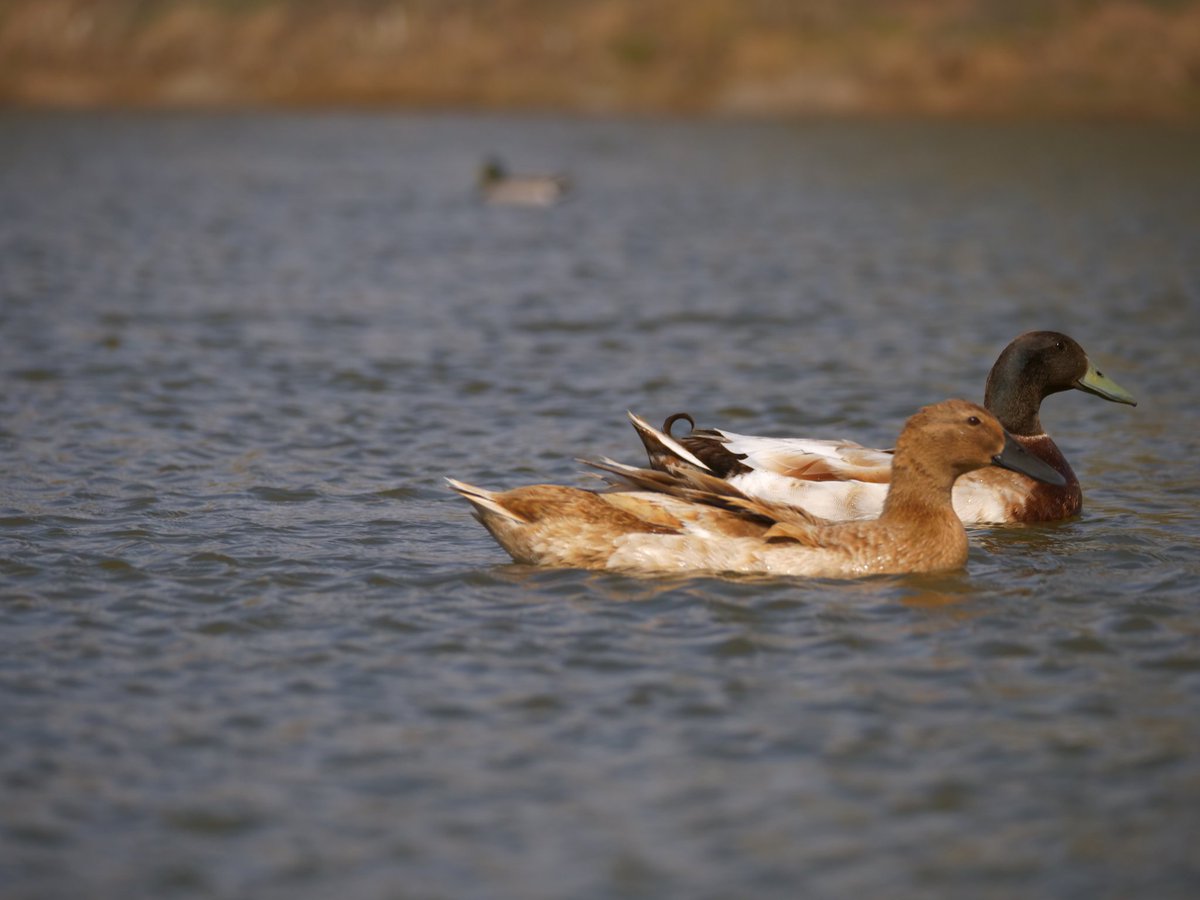 feed the ducks with the power of a RT 🥰 this bot sends a snack when you do twitch.tv/dashducks