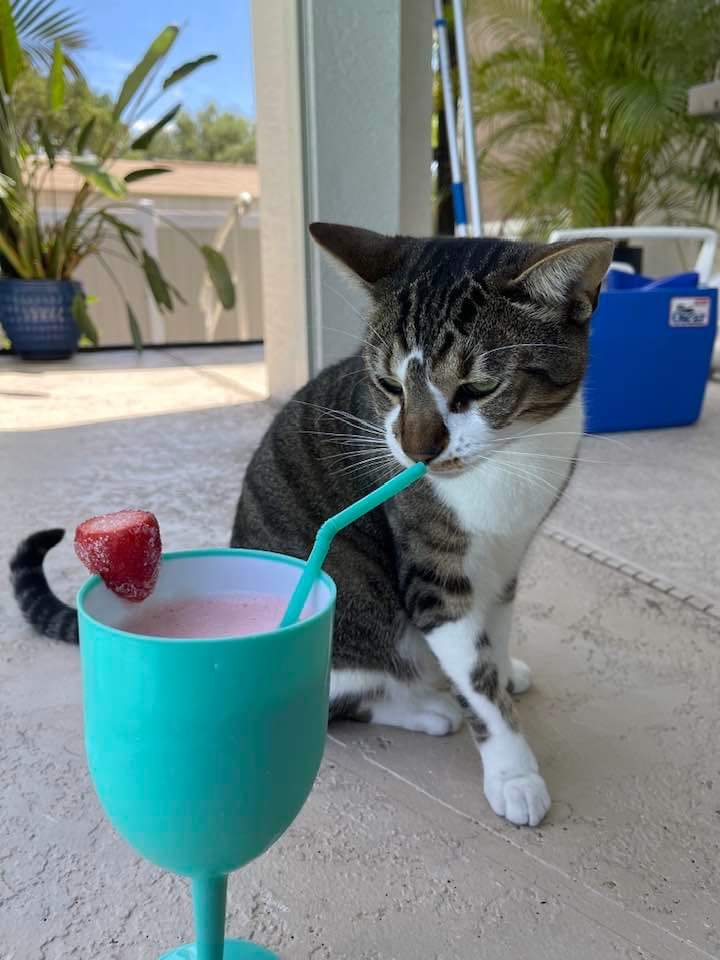 Meet our friend Dean's little bud Kiwi. He lives in Florida and loves his sunshine and strawberry daiquiris. 🐱❤🍹😉#catsofinstagram #CatsofTwittter #AdoptDontShop