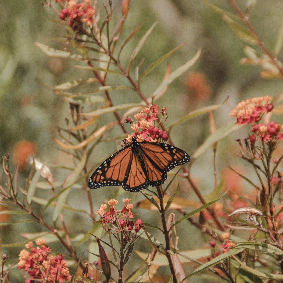 GaiaGoddessLife's tweet photo. The goal of life is to synch your heartbeat with that of the universe, to match your nature with nature and to remember her pace and her secret - patience. @gaiagoddesslifestyle 🦋✨💗
#gaiagoddessretreats #cohesion #alignwithnature #natureza #gaiagoddesslifestyle https://t.co/KLwYKlsVtc